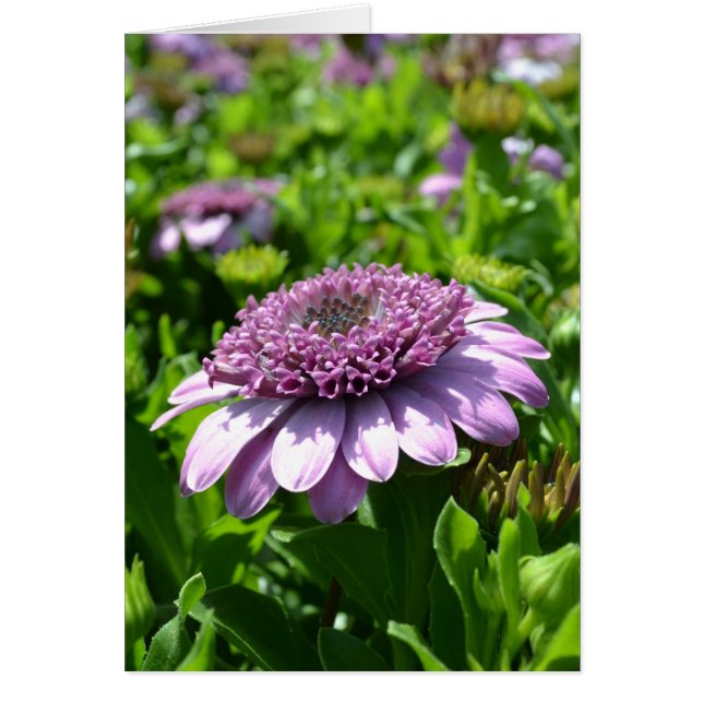 紫色の花 (正面)