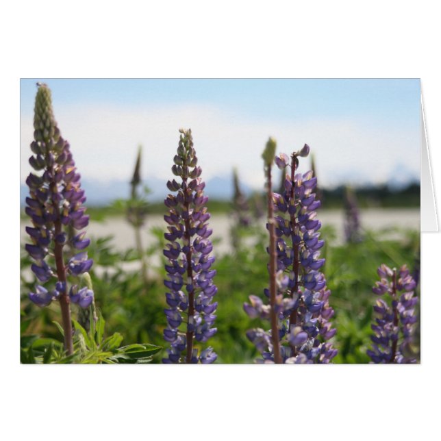 紫色の花 (正面横)