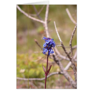 紫色の花