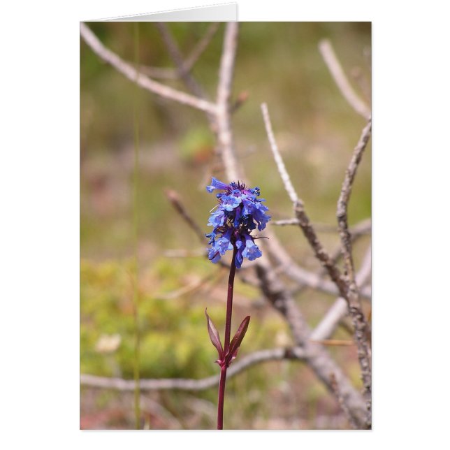 紫色の花 (正面)