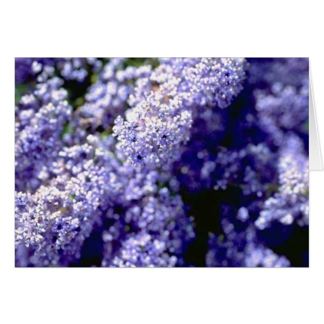 紫色の花 (正面横)