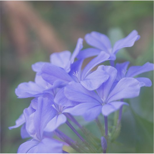 紫色の花 シール (正面)