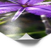 紫色の花 フォトプリント            (角)