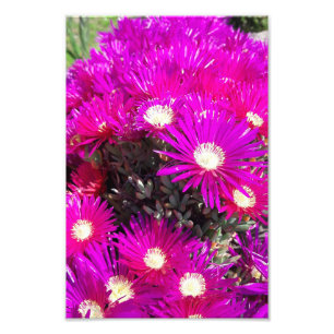 紫色の花 フォトプリント