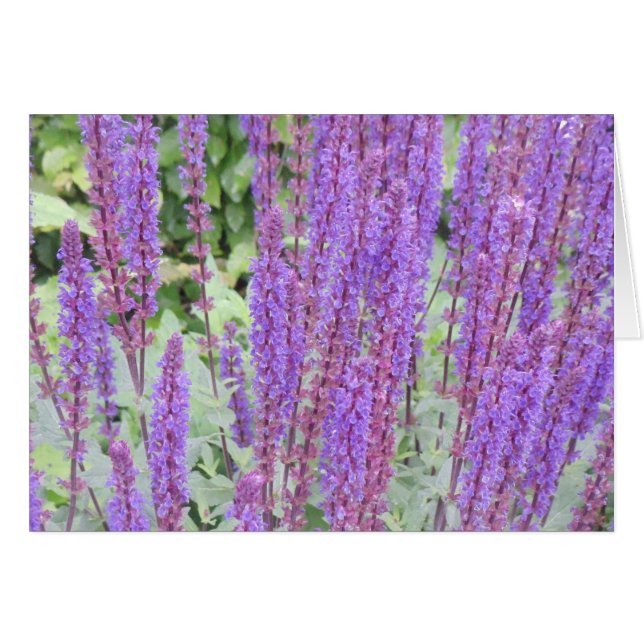 紫色の花、ブリュージュ、ベルギー (正面横)