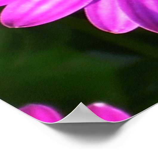 紫色の花 ポスター (角)