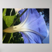 紫色の花 ポスター (正面)