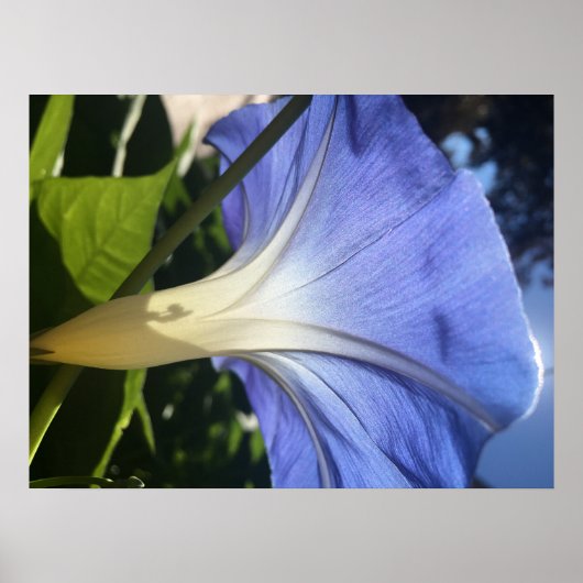 紫色の花 ポスター (正面)