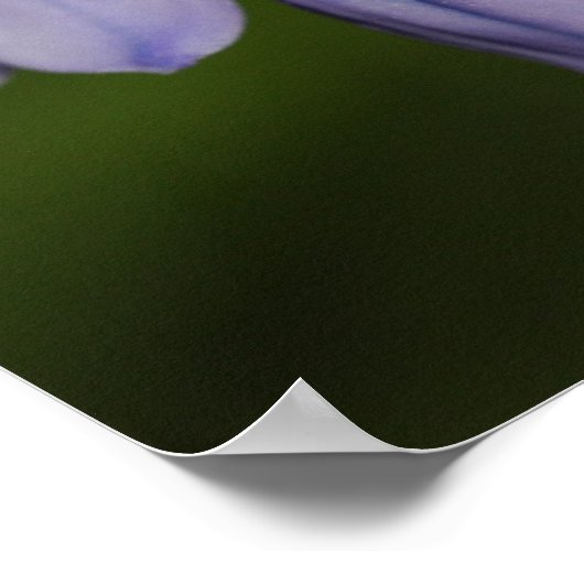 紫色の花 ポスター (角)