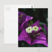 紫色の花 ポストカード (正面/裏面)