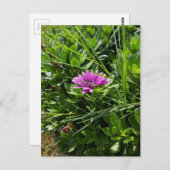 紫色の花 ポストカード (正面/裏面)