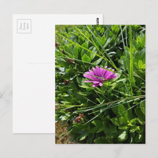 紫色の花 ポストカード (正面/裏面)