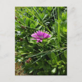 紫色の花 ポストカード (正面)