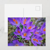紫色の花 ポストカード (正面/裏面)