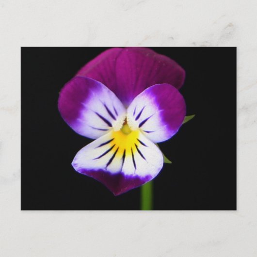 紫色の花pccnm ポストカード (正面)