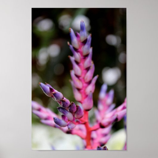 紫色の茎を持つ花 ポスター (正面)