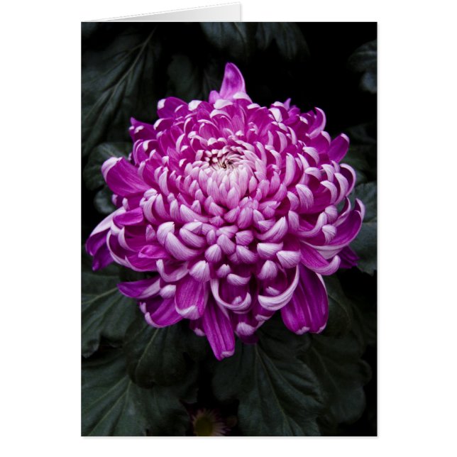 紫色の菊カード (正面)
