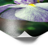 紫色の菖蒲の花が開く 8x10 フォトプリント (角)