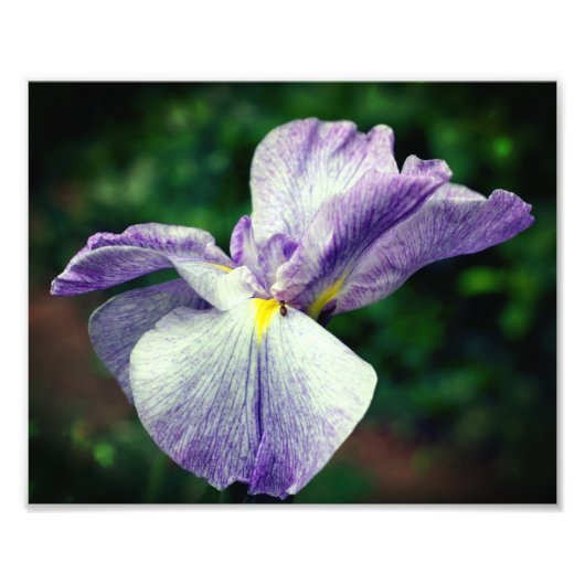 紫色の菖蒲の花が開く 8x10 フォトプリント (正面)