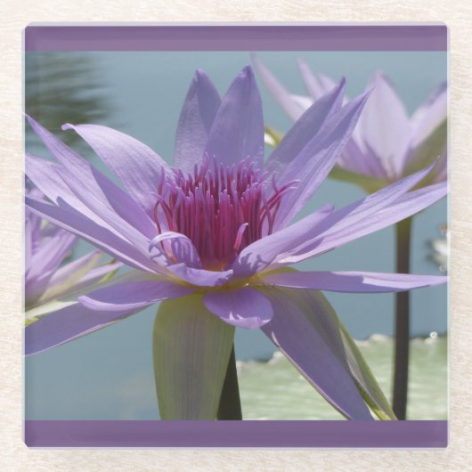 紫色の蓮の花クローズアップガラスコースター ガラスコースター (正面)