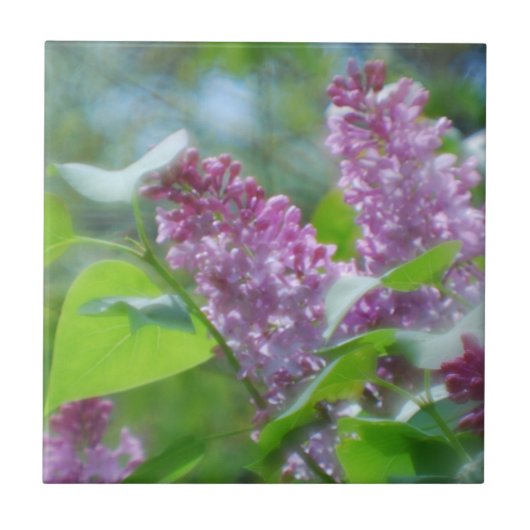 紫色の薄紫の花のタイル タイル (正面)