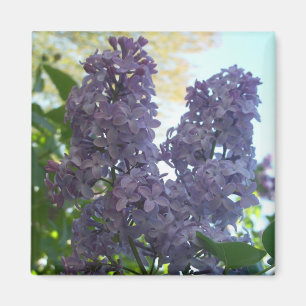 紫色の薄紫8の磁石 マグネット