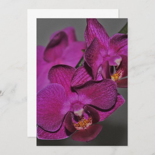 紫色の蘭 招待状 (正面/裏面)