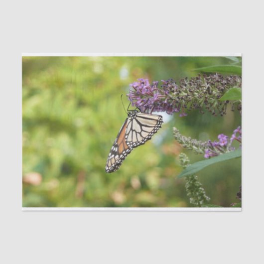 紫色の蝶々花に止まるオオカナダモナカ 薄葉紙 (正面)