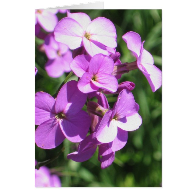 紫色の野生の花のブランク (正面)