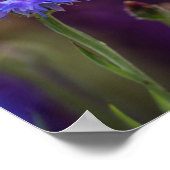 紫色の野生の花の写真 – マクロの花写真 ポスター (角)
