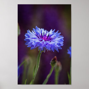 紫色の野生の花の写真 – マクロの花写真 ポスター
