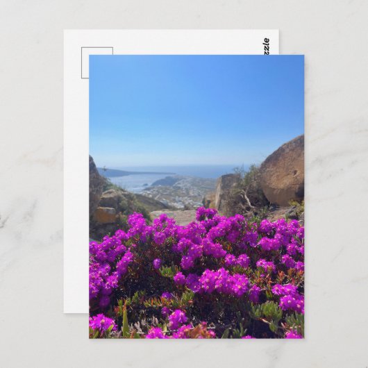 紫色の野生の花サントリーニギリシャ写真 ポストカード (正面/裏面)