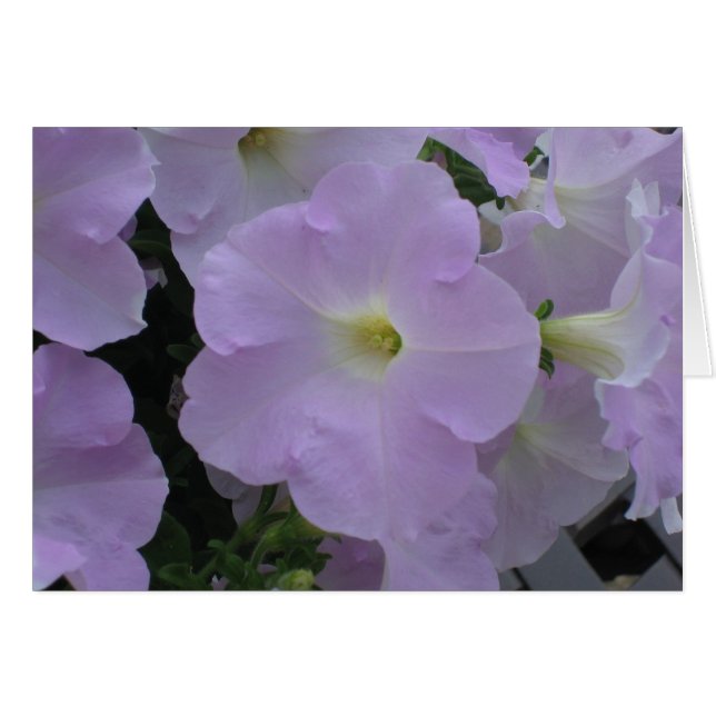 紫色の霞 (正面横)