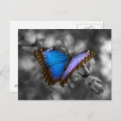 紫色の青い蝶 ポストカード (正面/裏面)