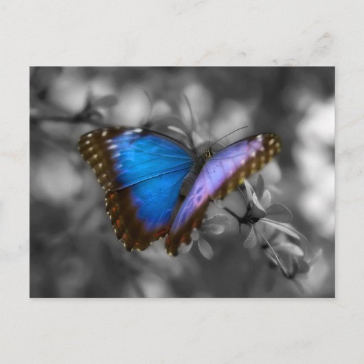 紫色の青い蝶 ポストカード (正面)
