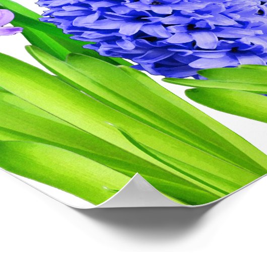 紫色の青ピンクの幸せノロウズヒヤシンスの花 ポスター (角)