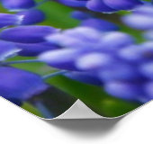 紫色の青ブドウ花自然草美しいシーン ポスター (角)