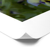 紫色の黄色のパンジーの写真 ポスター (角)