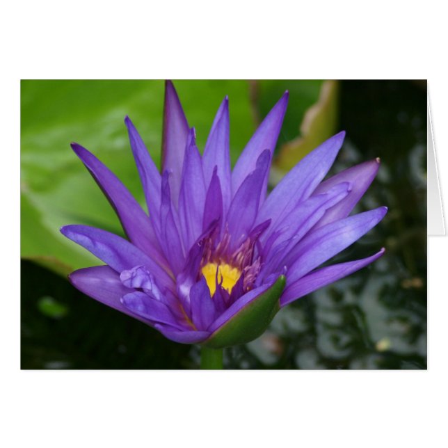 紫色の《植物》スイレンカード (正面横)