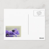 紫色のAnemoneフォトポストカード ポストカード (裏面)