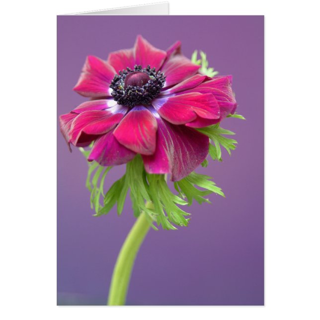 紫色のanenome (正面)