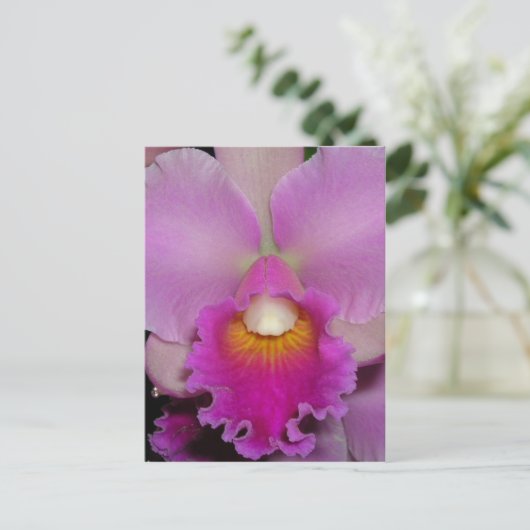 紫色のCattleya ポストカード (スタンド正面)