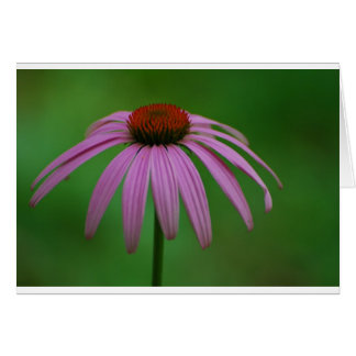 紫色のConeflower