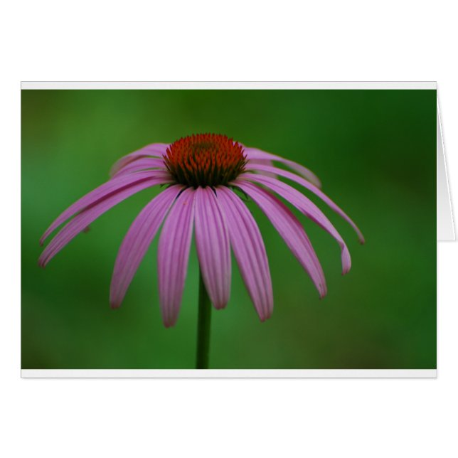 紫色のConeflower (正面横)