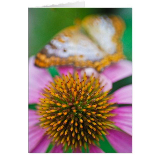 紫色のConeflower (正面)