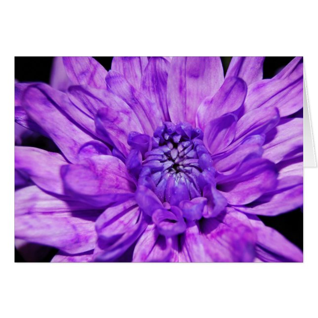 紫色のcrysanthemum (正面横)