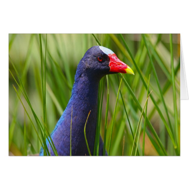紫色のGallinule (正面横)