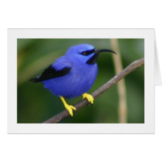 紫色のHoneycreeper