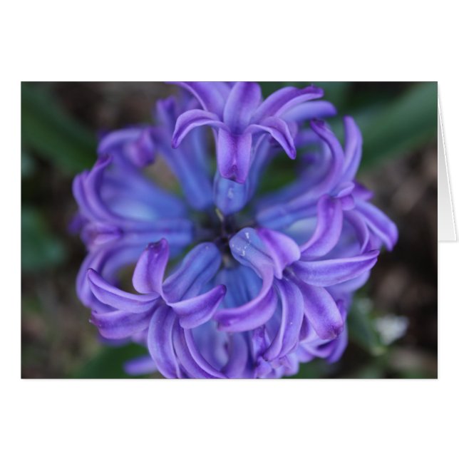 紫色のHyacinth (正面横)