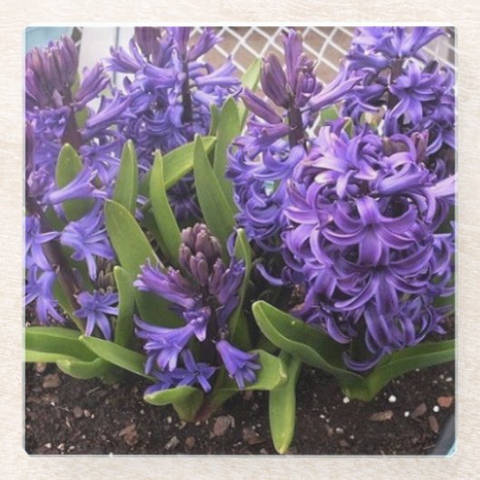 紫色のHyacinths ガラスコースター (正面)